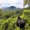 5 Most Popular Safaris in Rwanda