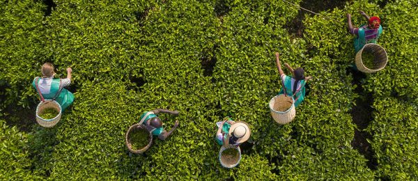 Rwanda Tea Tour at Pfunda